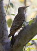 Northern Flicker Red-shafted female